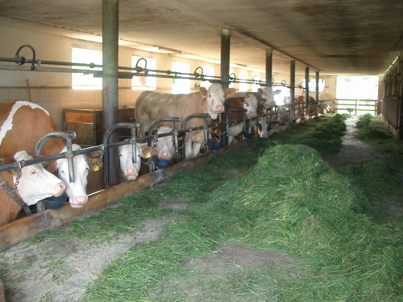 Bild vergr&ouml;ssern