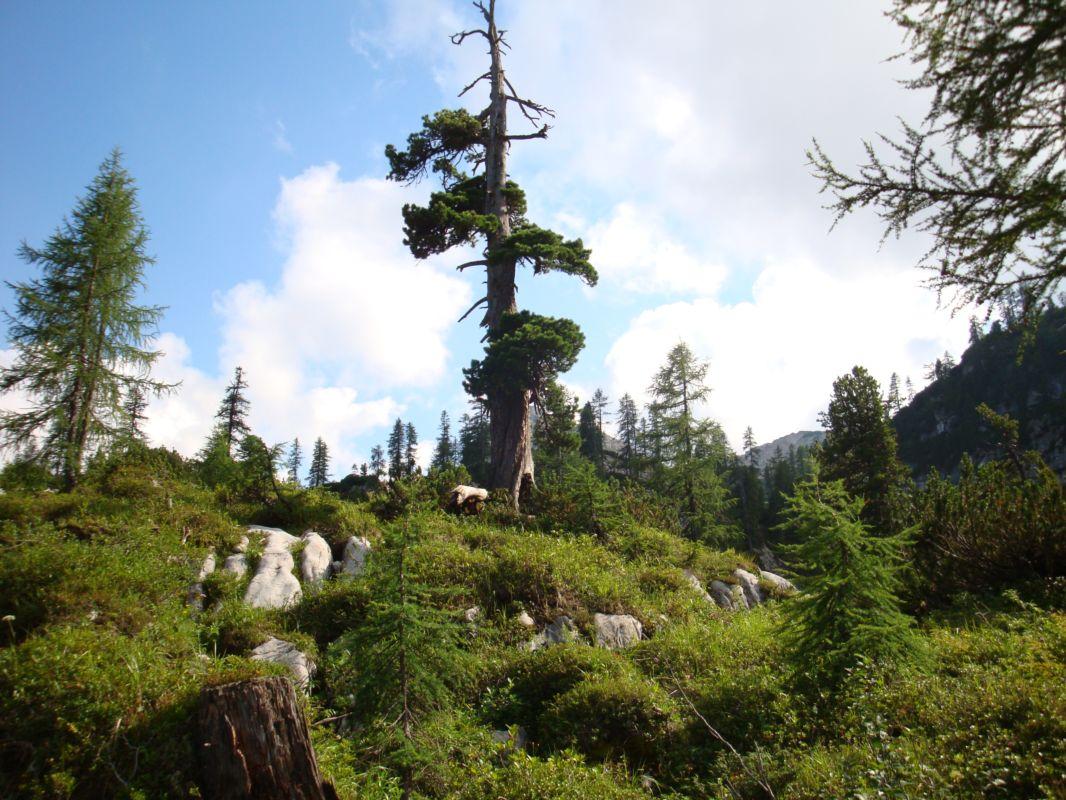 Bild vergr&ouml;ssern