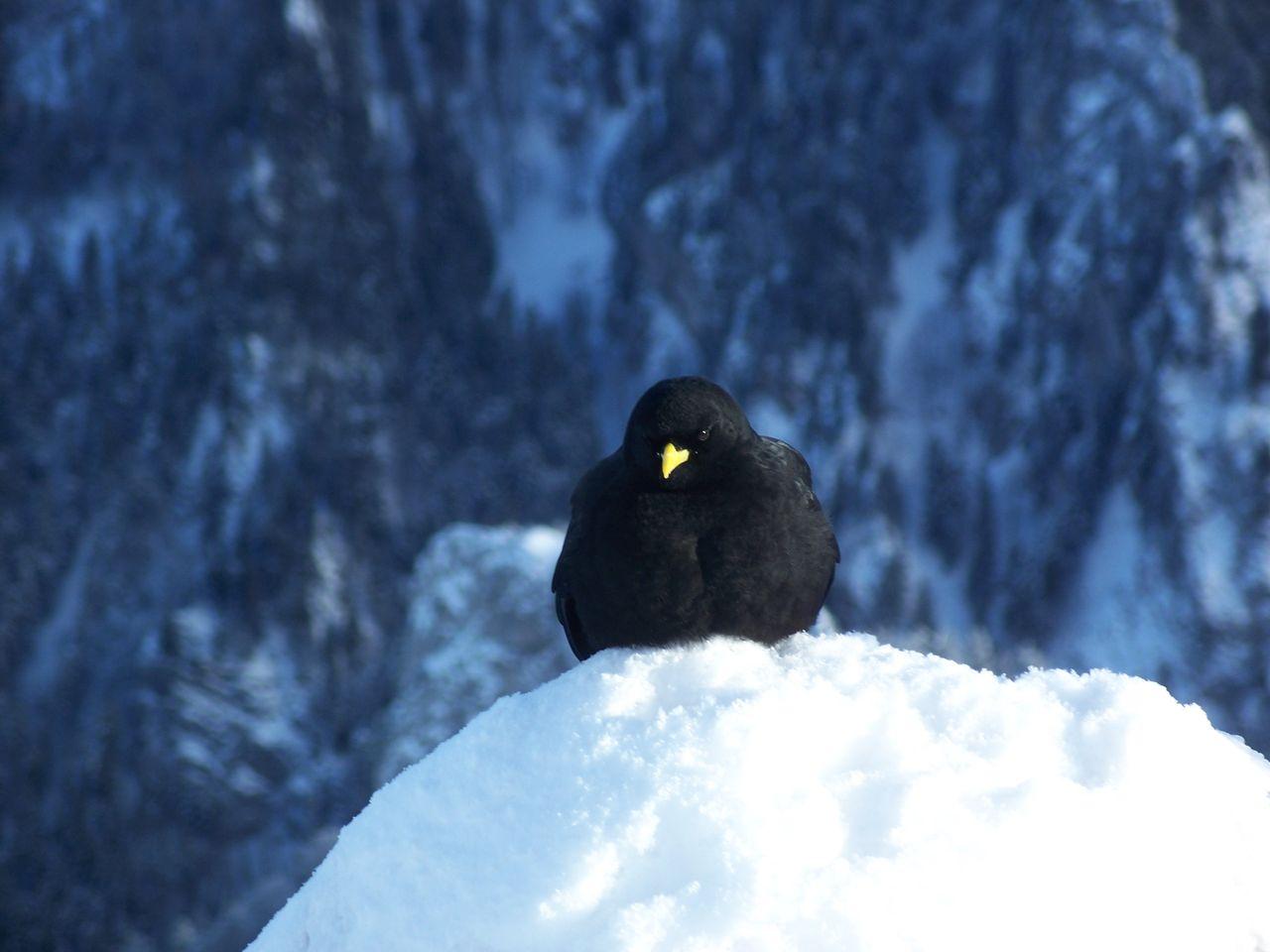 Bild vergr&ouml;ssern