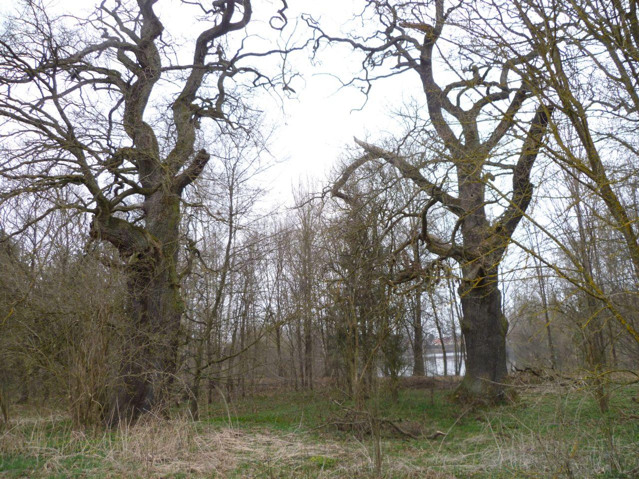 Bild vergr&ouml;ssern