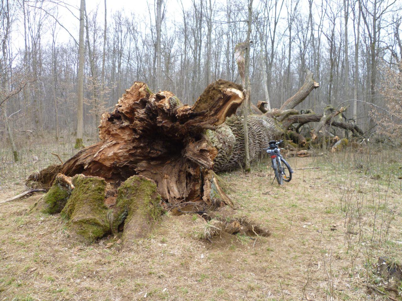 Bild vergr&ouml;ssern