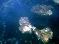 Bild vergr&ouml;�ern