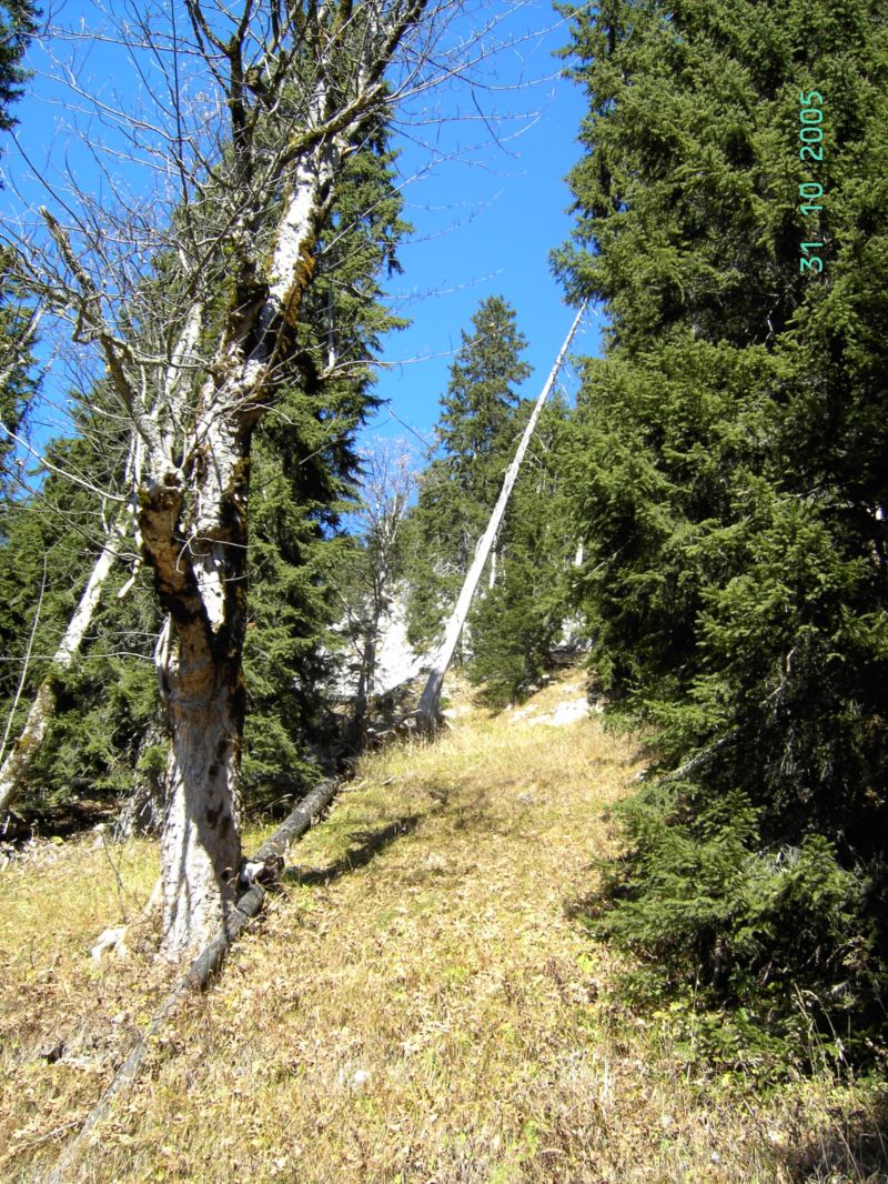 Bild vergr&ouml;ssern