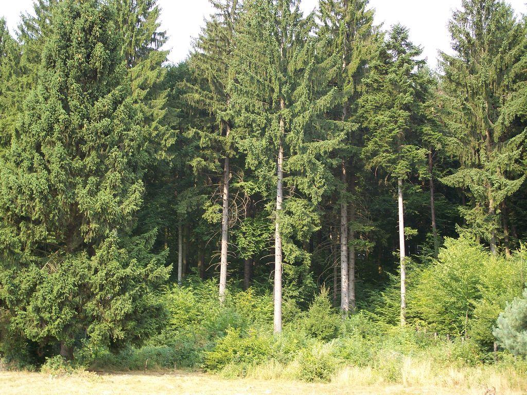 Bild vergr&ouml;ssern