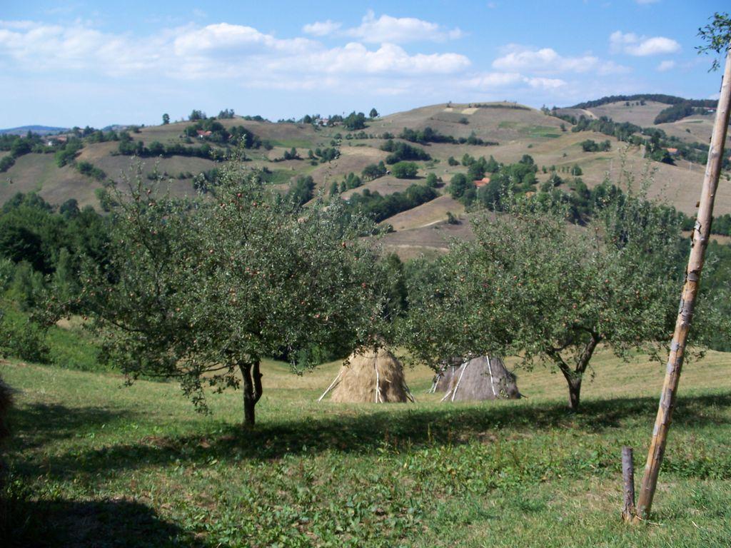 Bild vergr&ouml;ssern