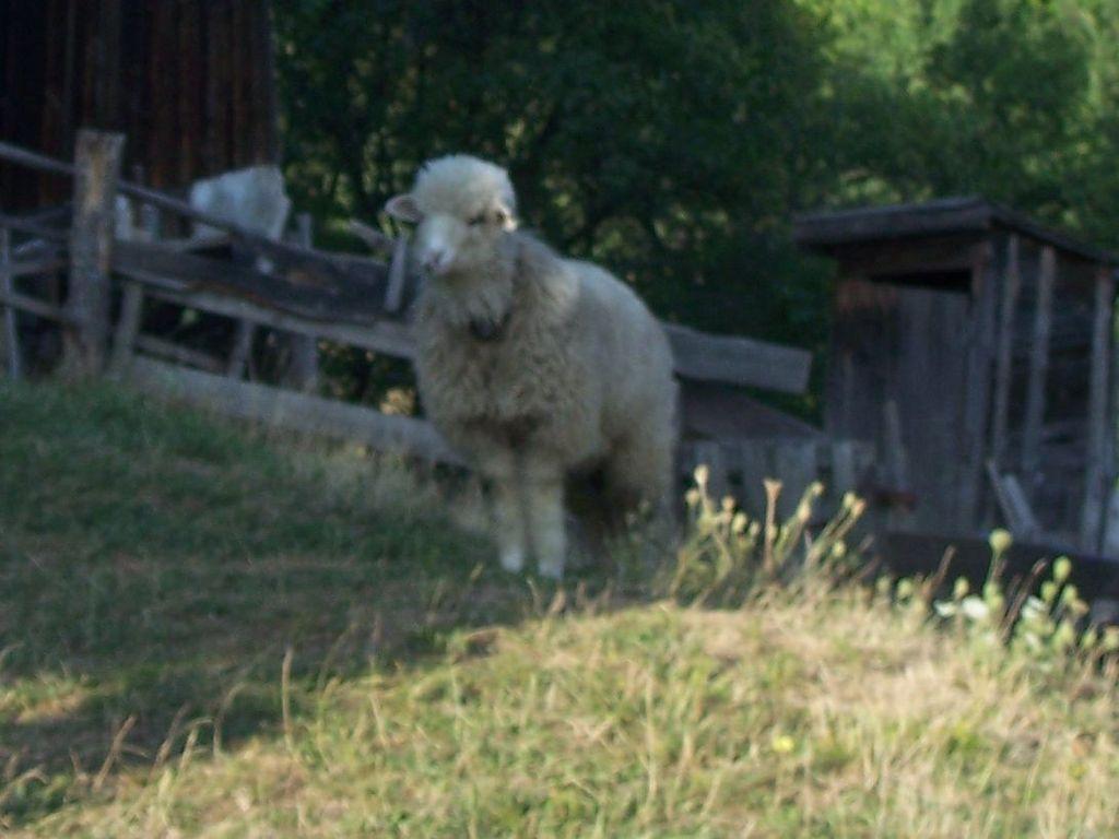 Bild vergr&ouml;ssern