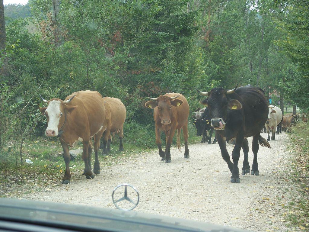 Bild vergr&ouml;ssern