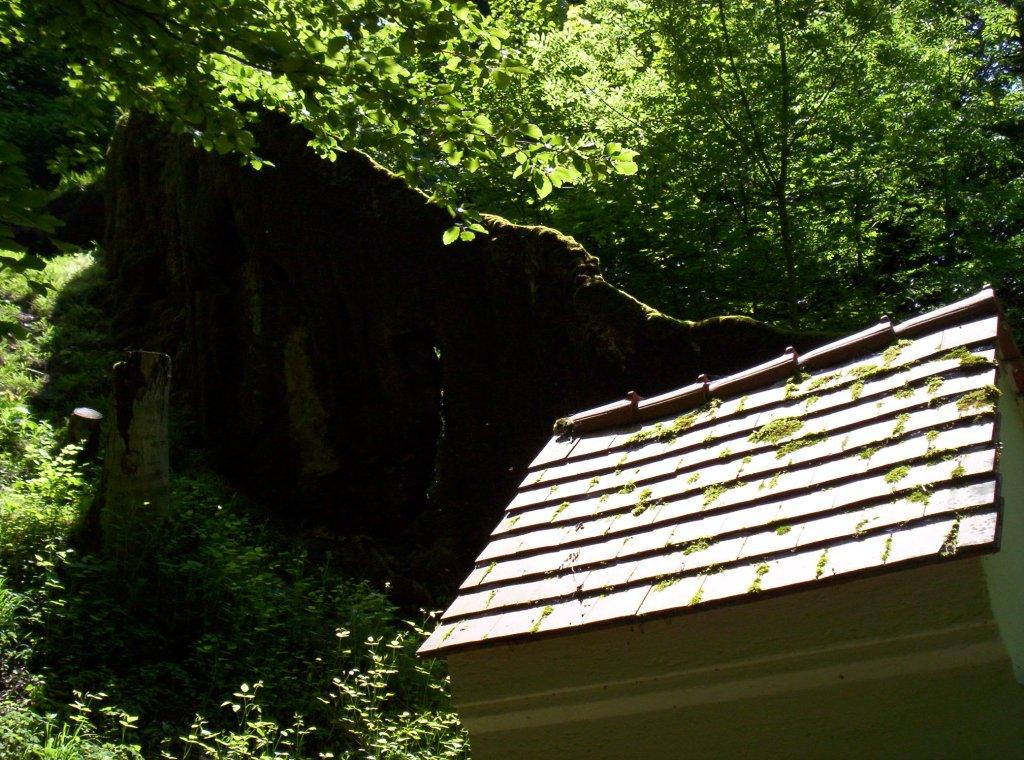 Bild vergr&ouml;ssern