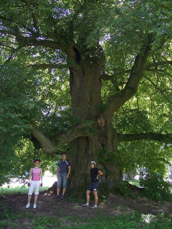 Bild vergr&ouml;ssern