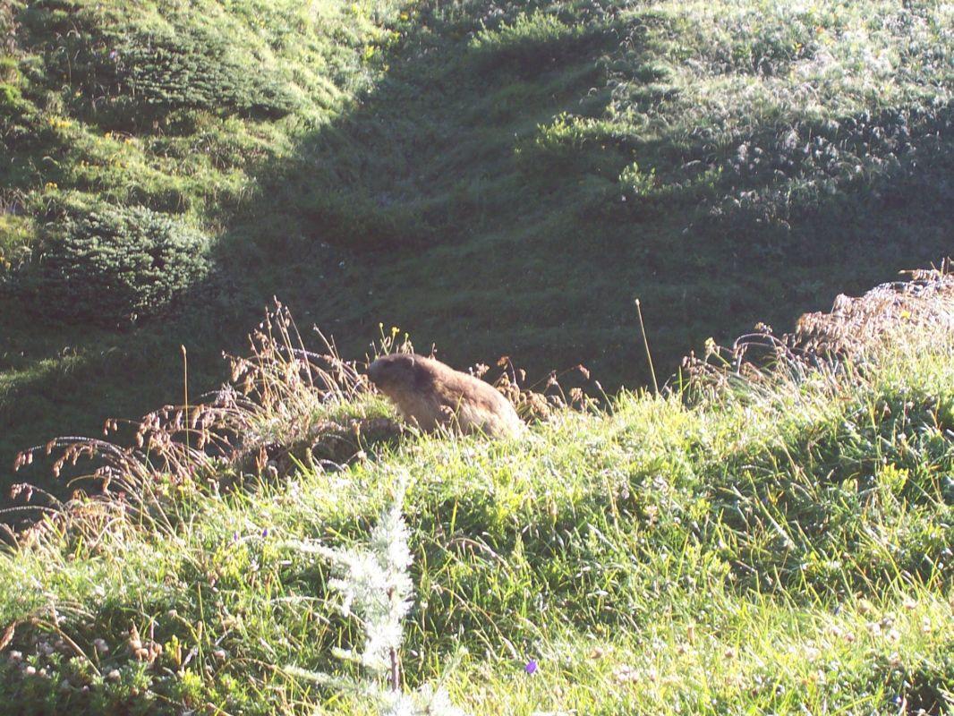 Bild vergr&ouml;ssern