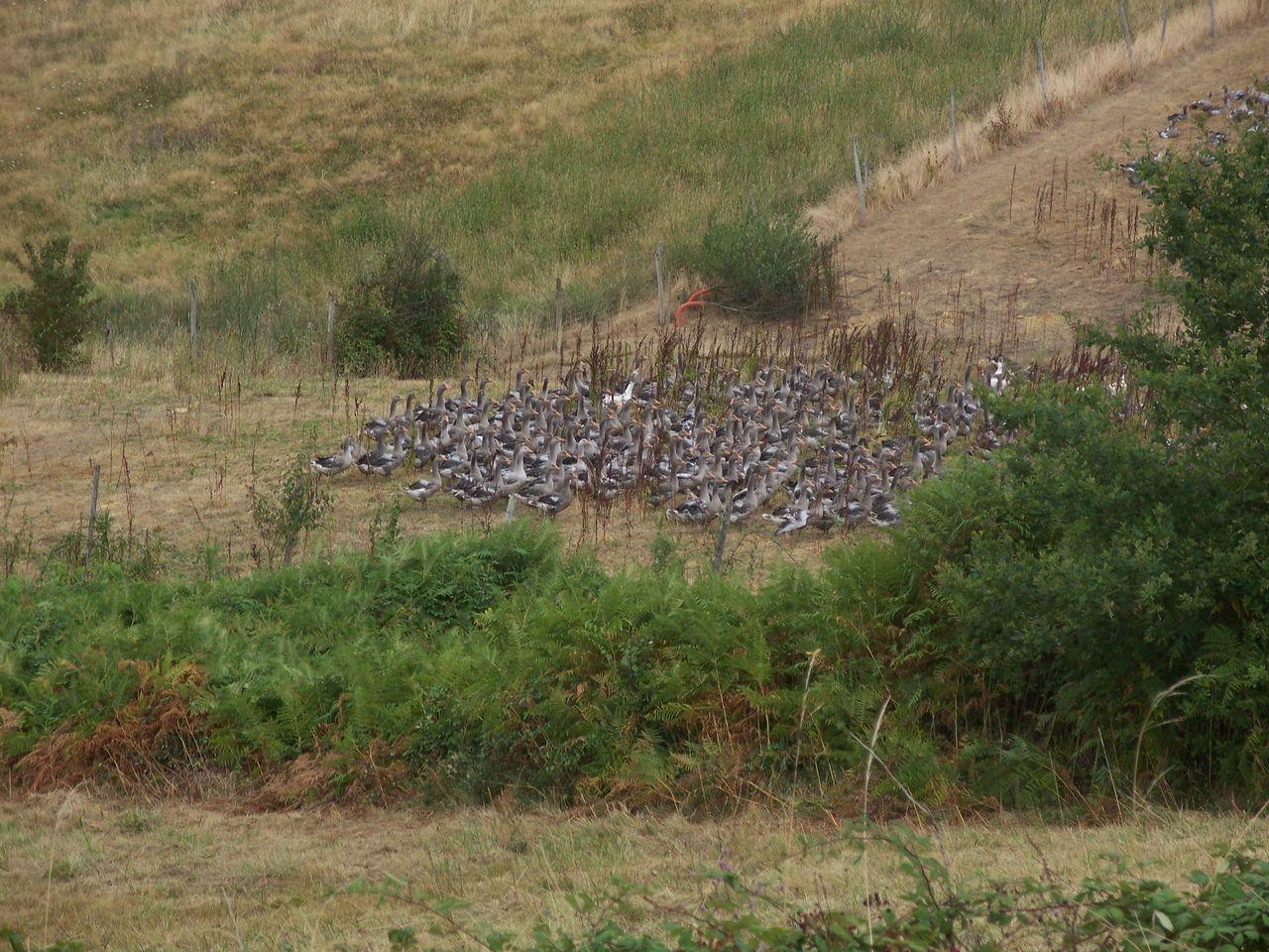 Bild vergr&ouml;ssern