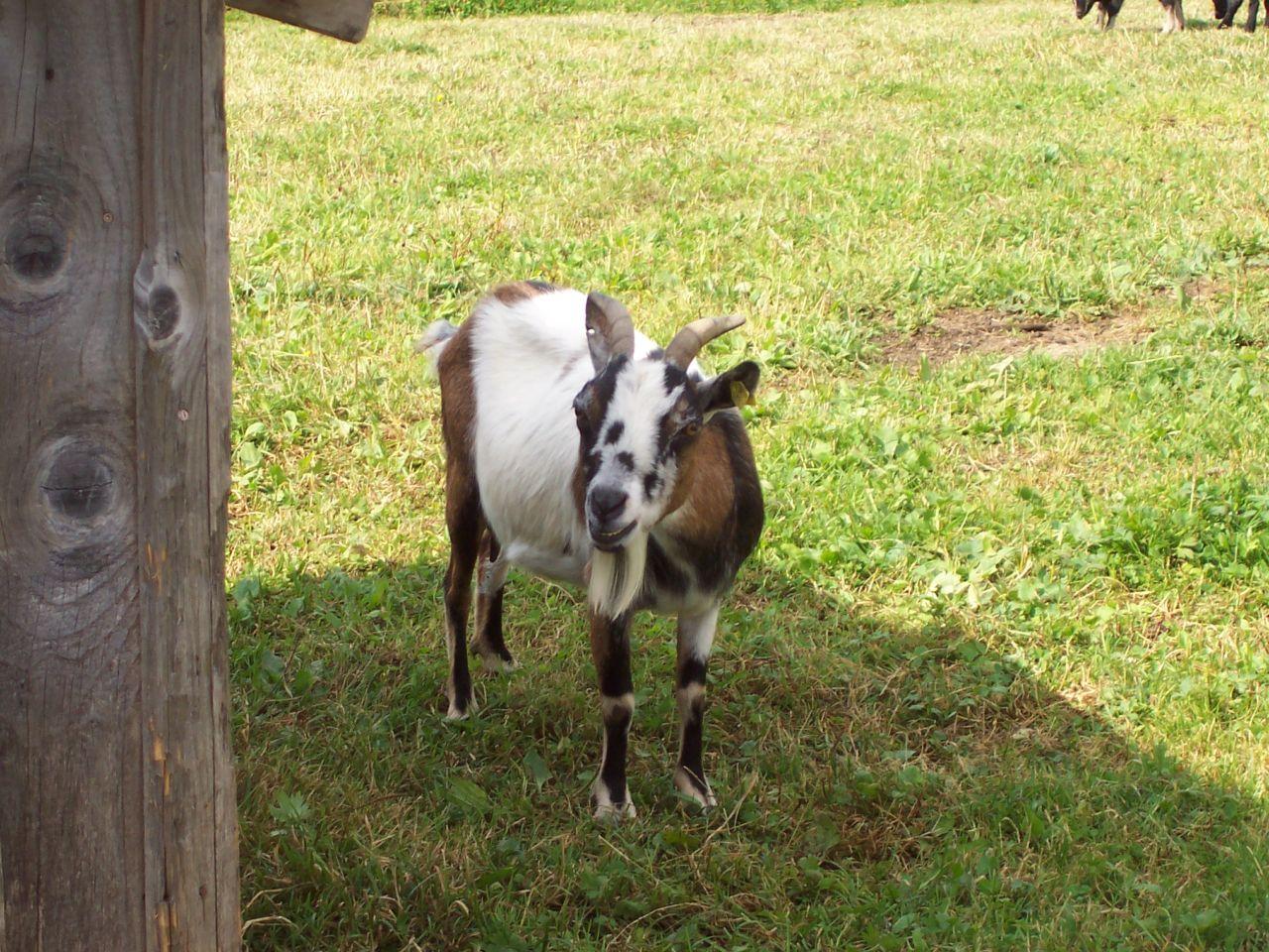 Bild vergr&ouml;ssern