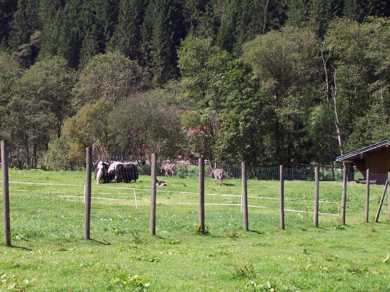 Bild vergr&ouml;ssern