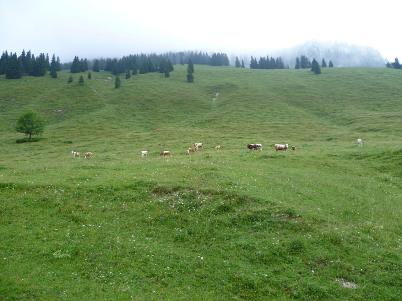 Bild vergr&ouml;ssern