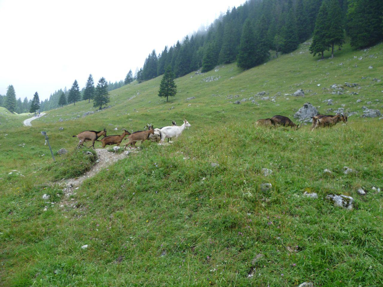 Bild vergr&ouml;ssern