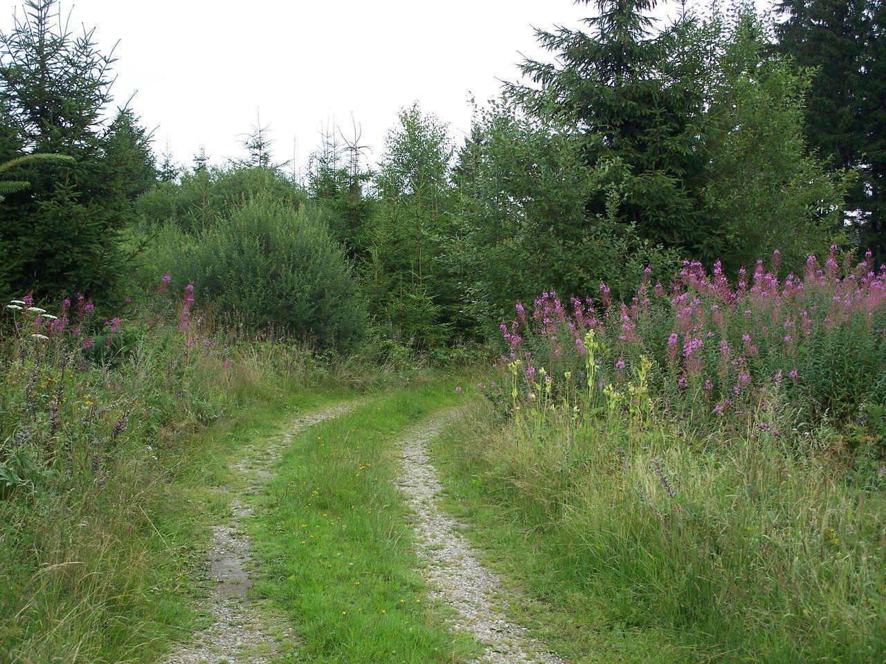 Bild vergr&ouml;ssern