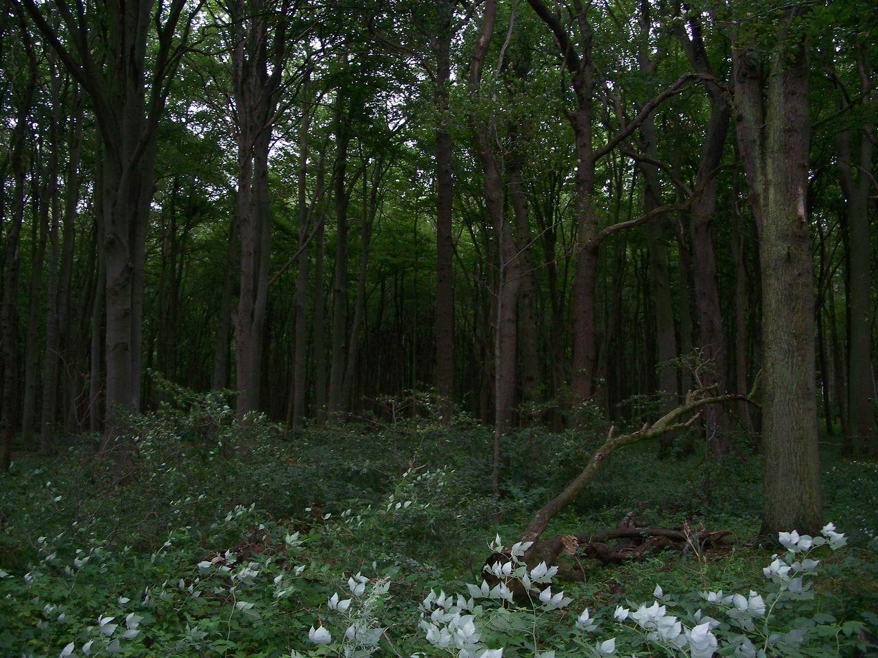 Bild vergr&ouml;ssern