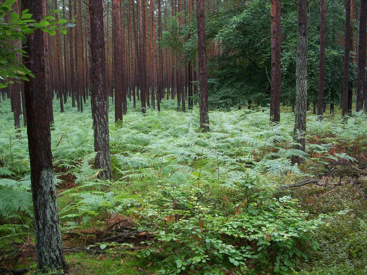 Bild vergr&ouml;ssern