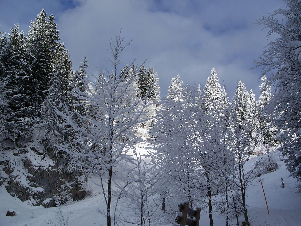 Bild vergr&ouml;ssern