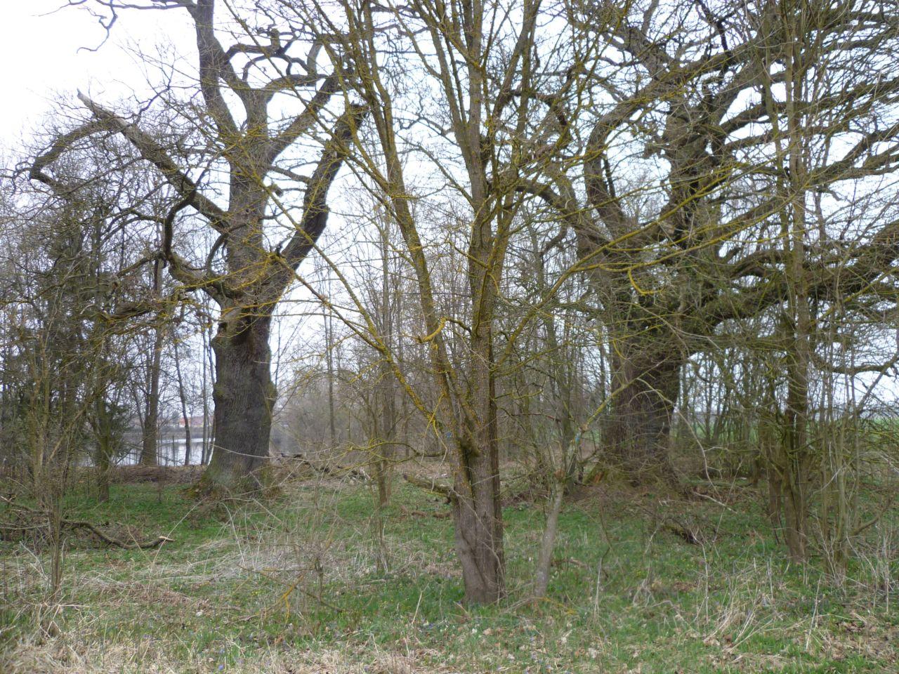 Bild vergr&ouml;ssern