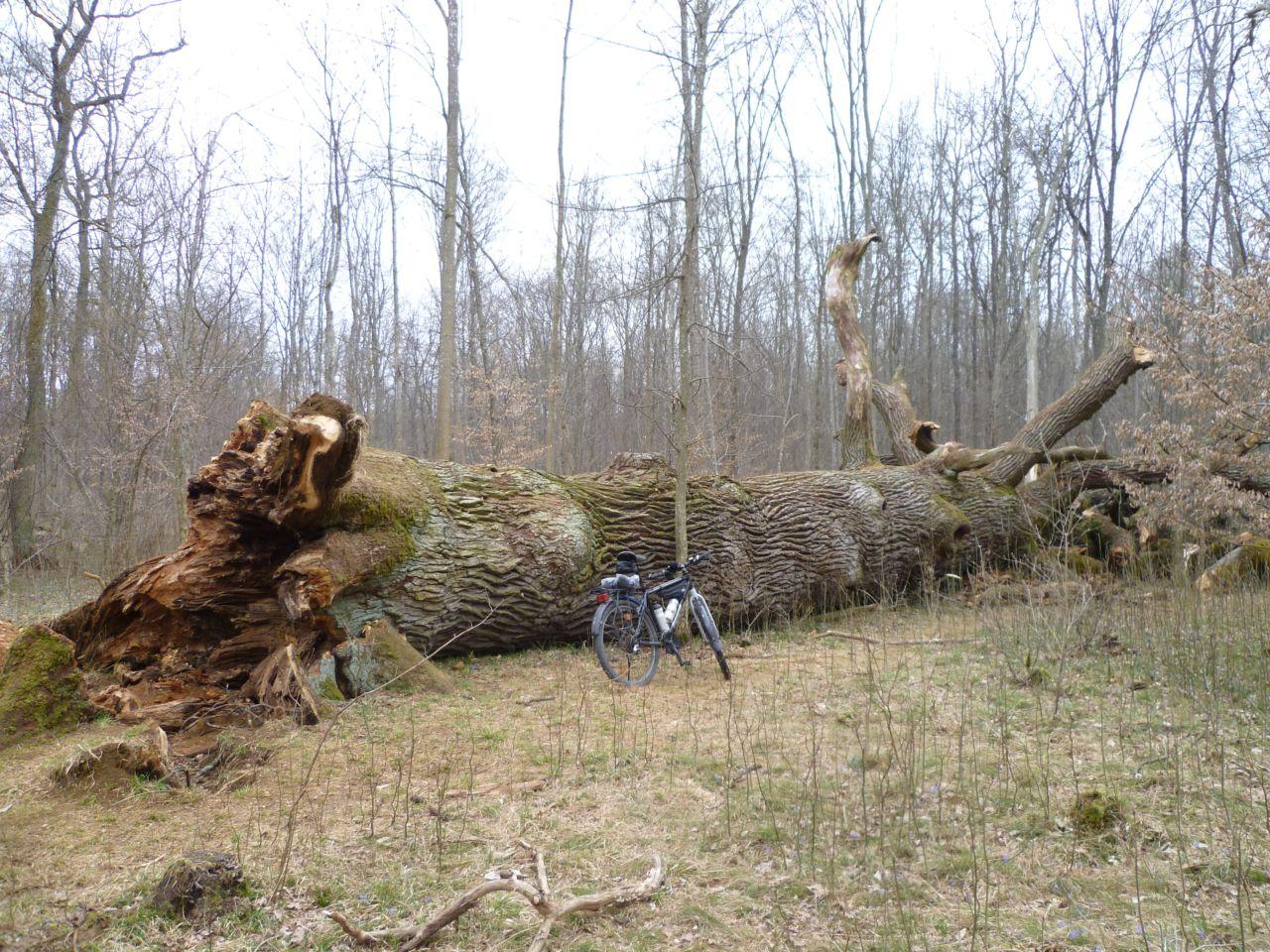 Bild vergr&ouml;ssern