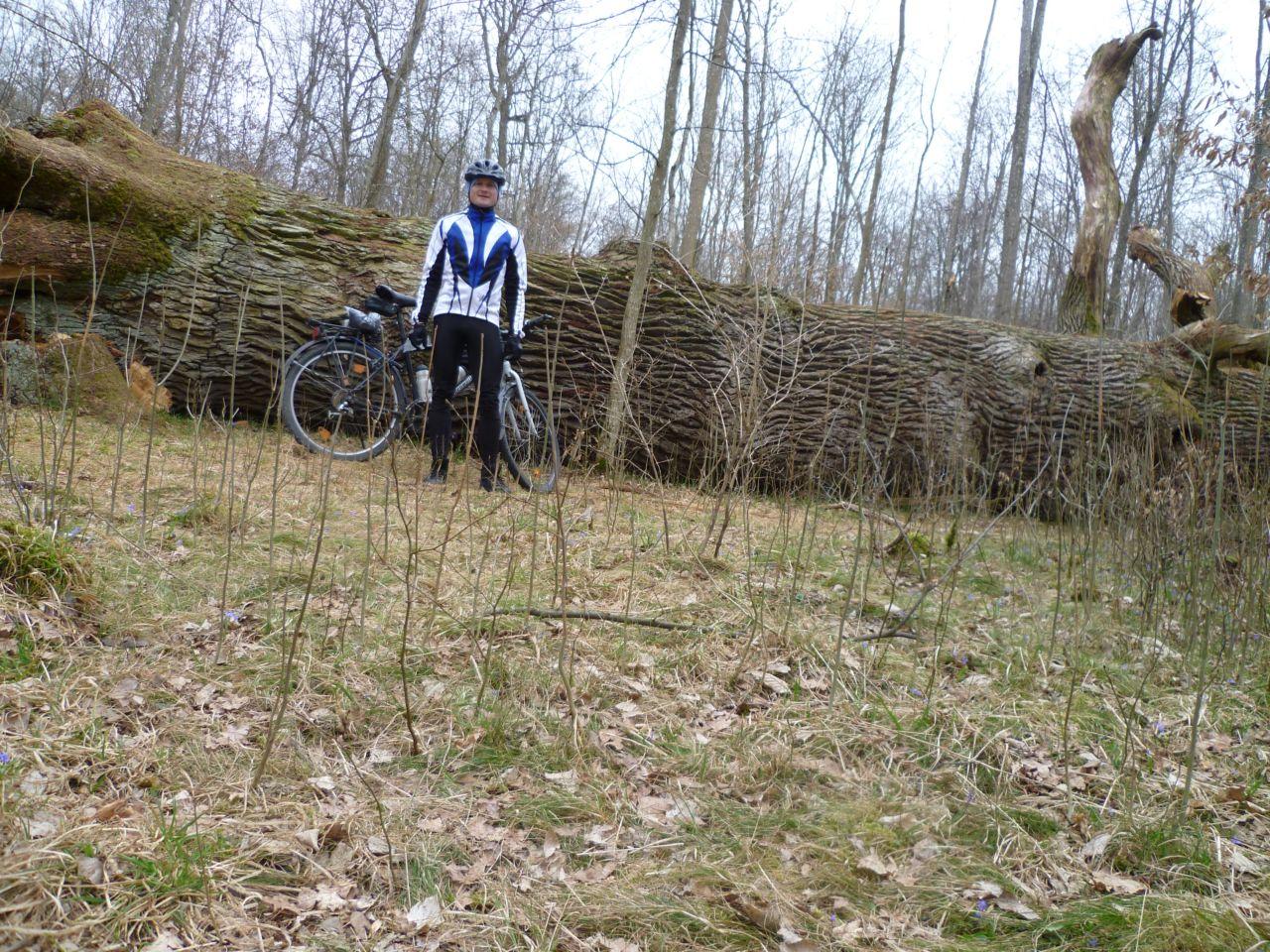 Bild vergr&ouml;ssern