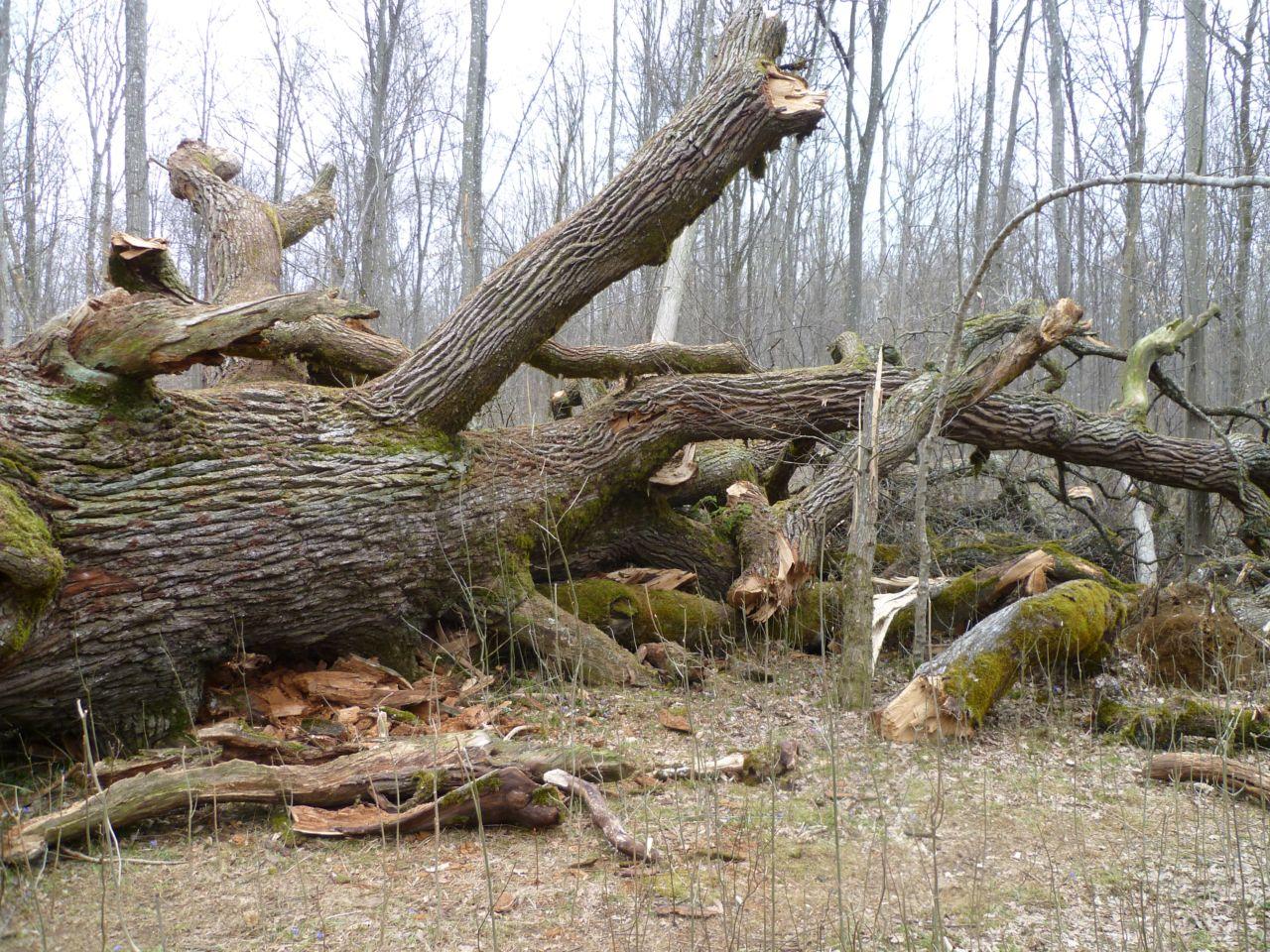 Bild vergr&ouml;ssern