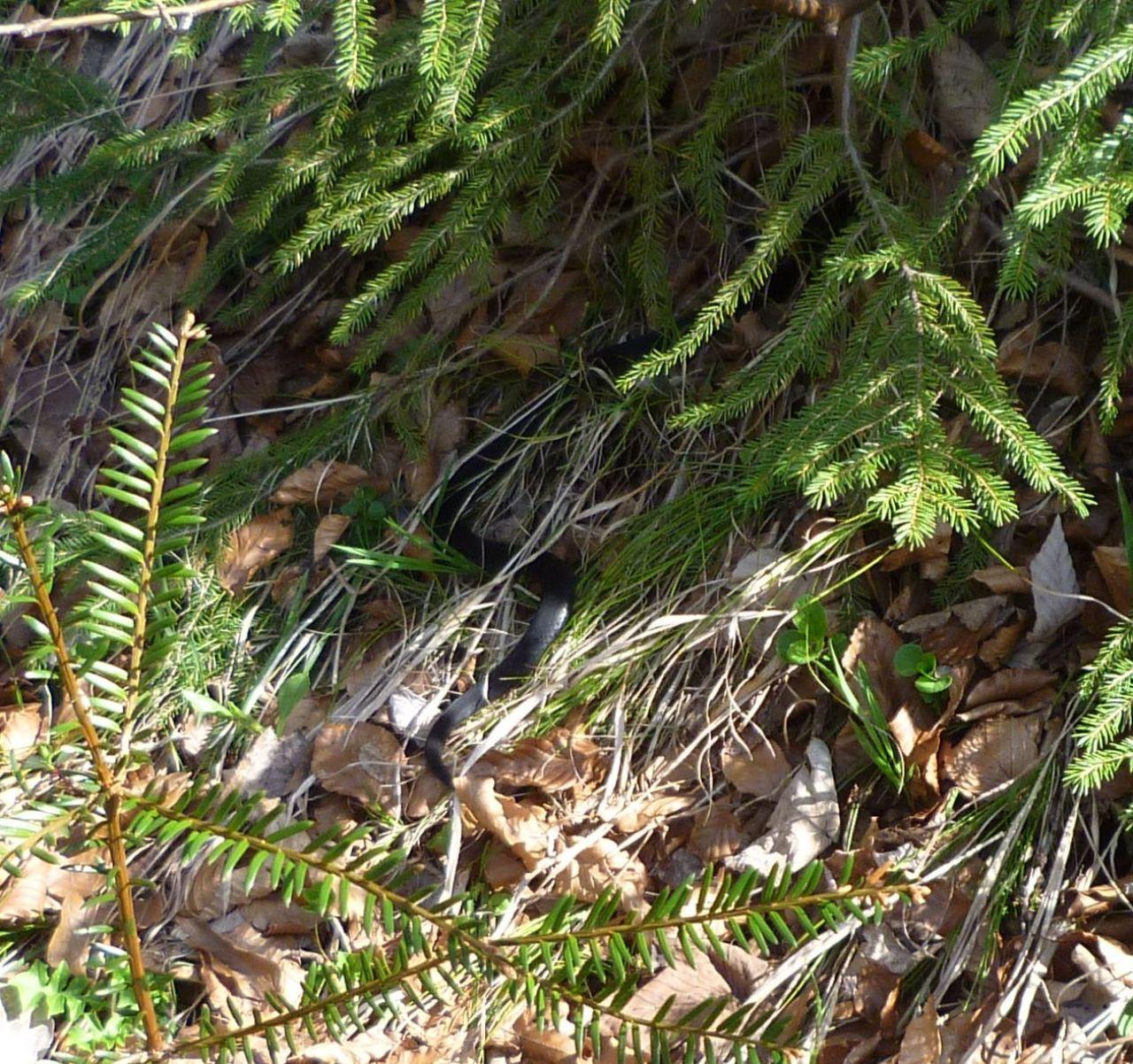 Bild vergr&ouml;ssern