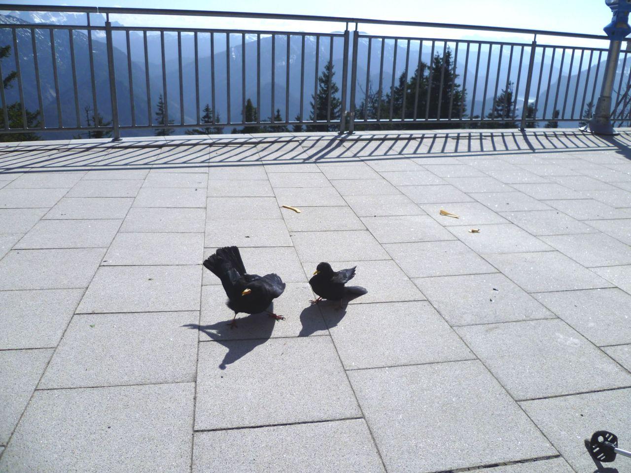 Bild vergr&ouml;ssern