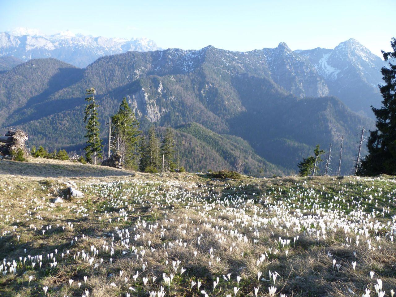 Bild vergr&ouml;ssern