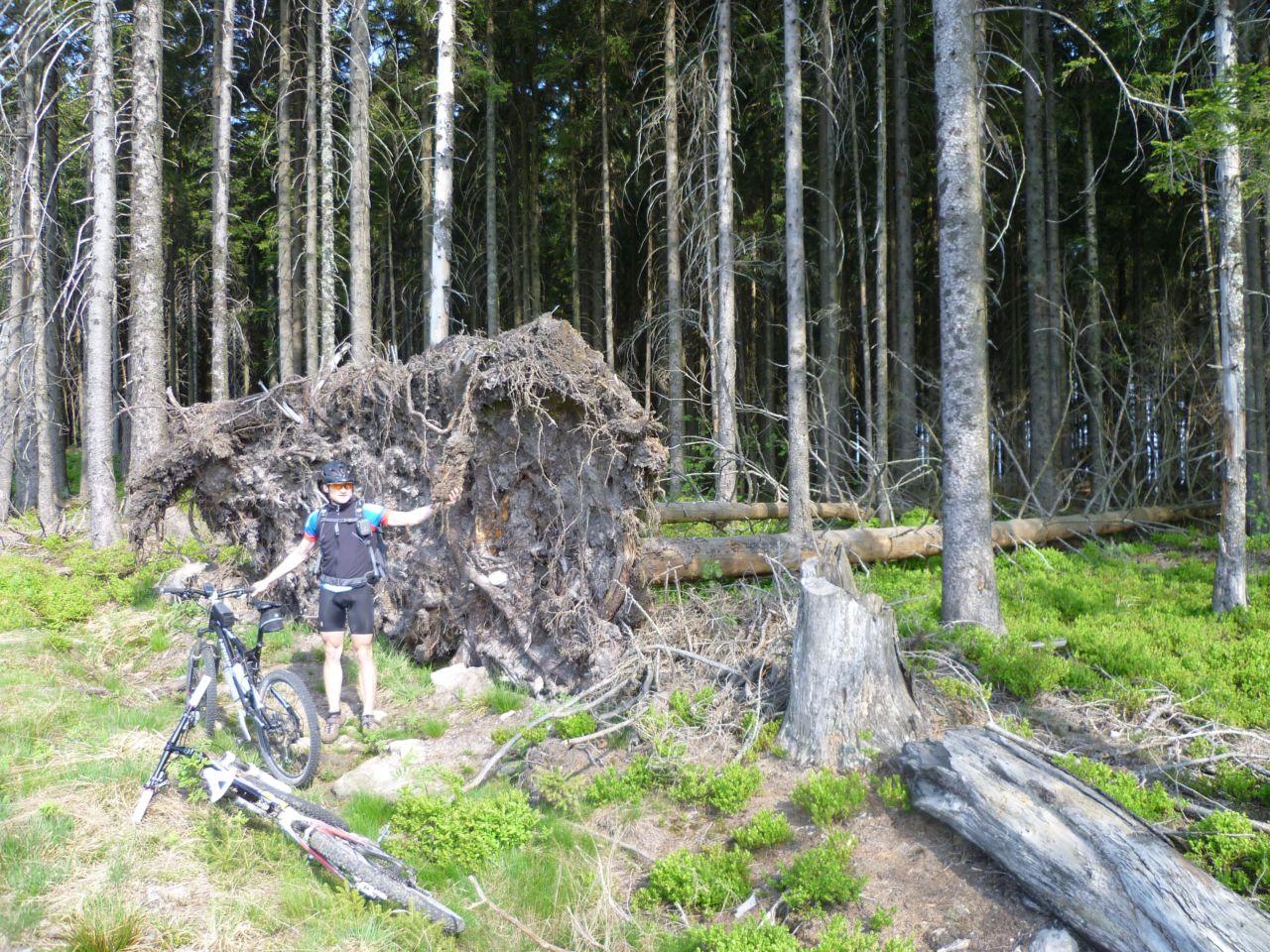 Bild vergr&ouml;ssern