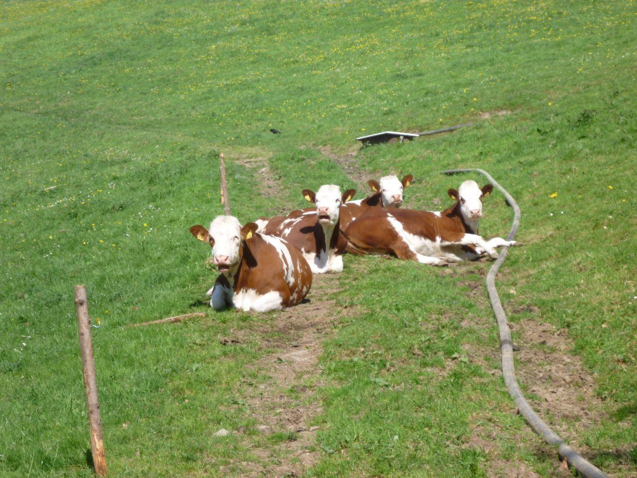 Bild vergr&ouml;ssern