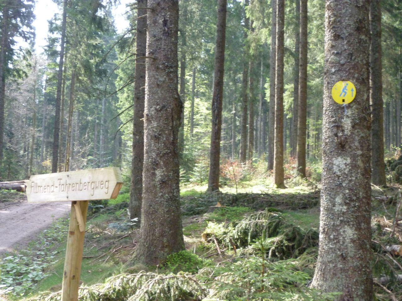 Bild vergr&ouml;ssern