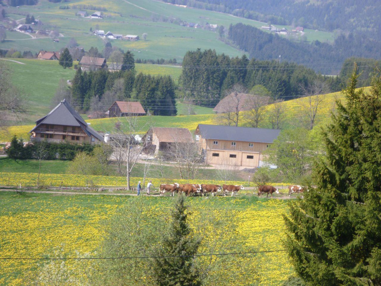 Bild vergr&ouml;ssern