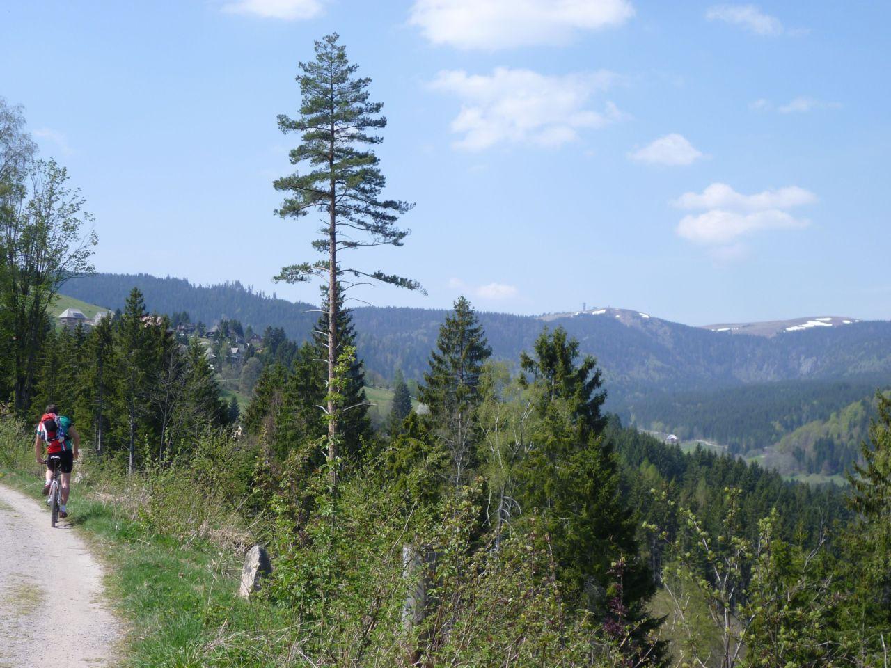 Bild vergr&ouml;ssern