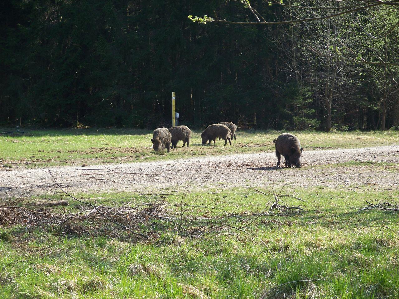 Bild vergr&ouml;ssern