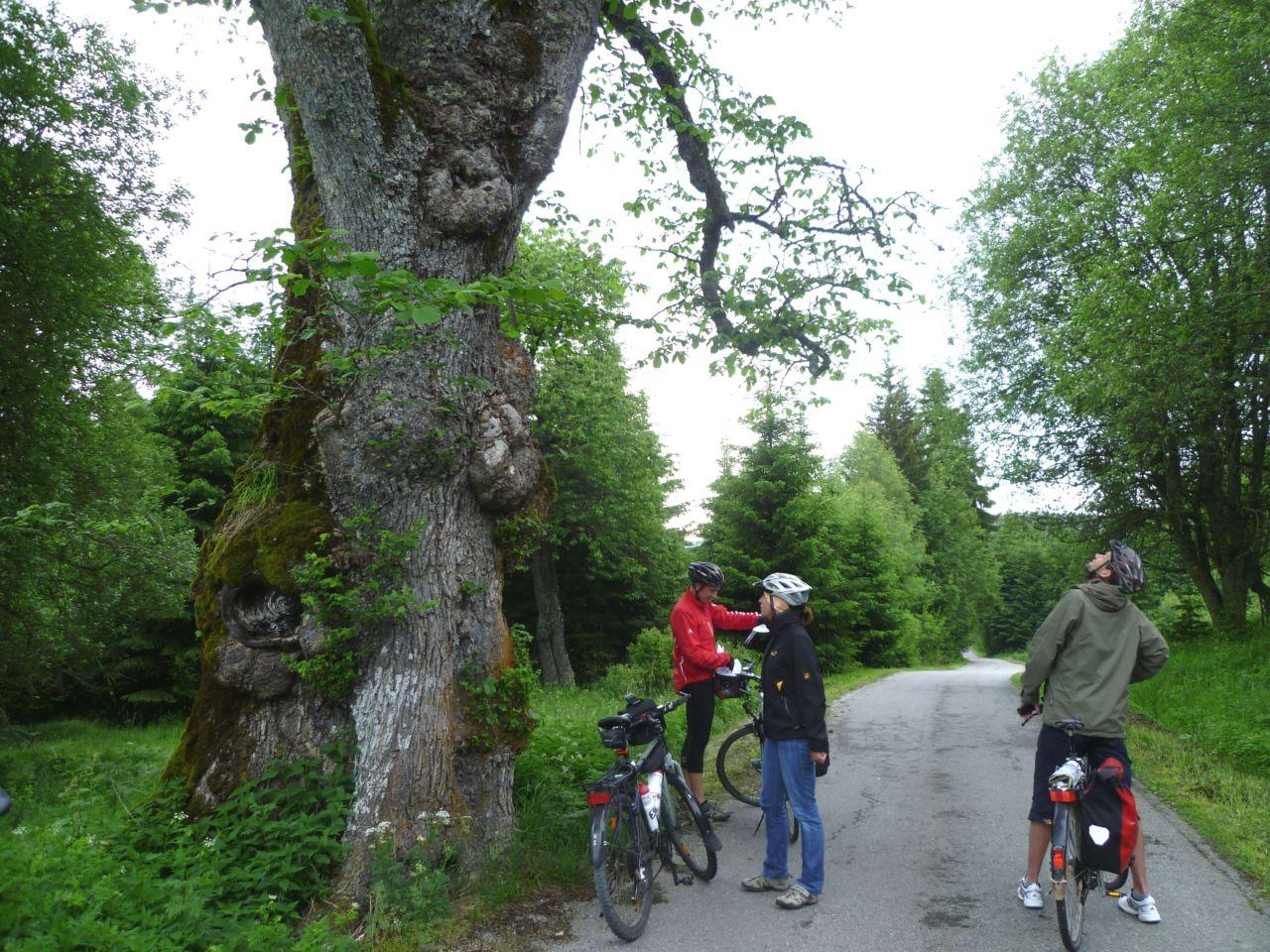 Bild vergr&ouml;ssern