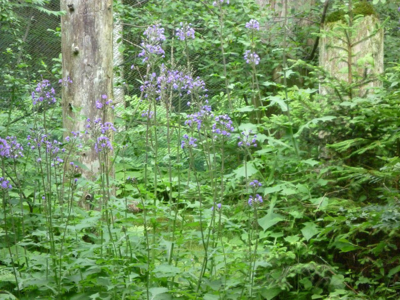 Bild vergr&ouml;ssern