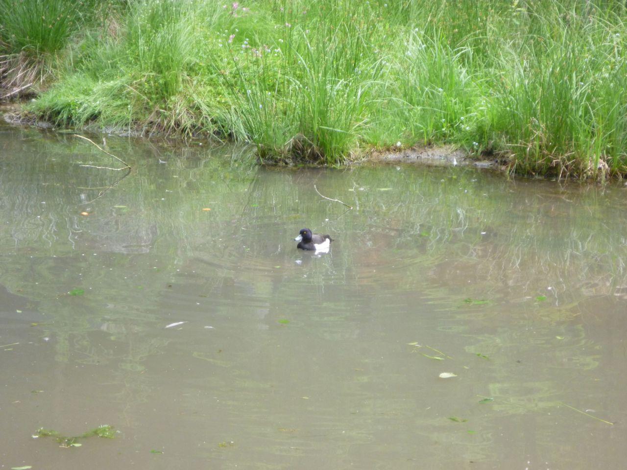 Bild vergr&ouml;ssern