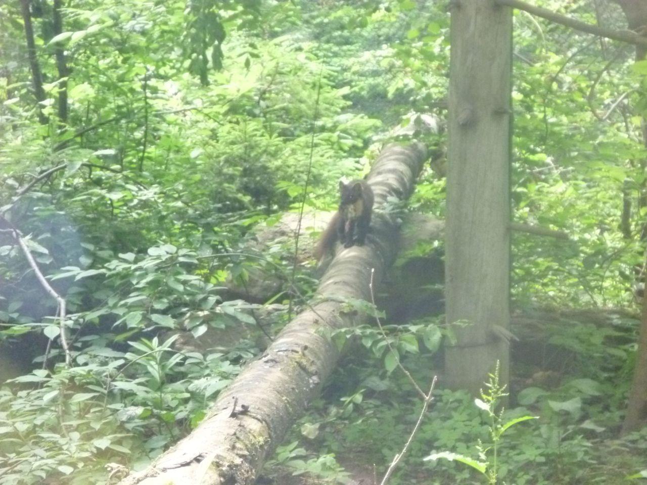 Bild vergr&ouml;ssern