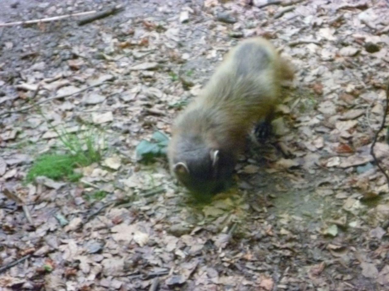 Bild vergr&ouml;ssern