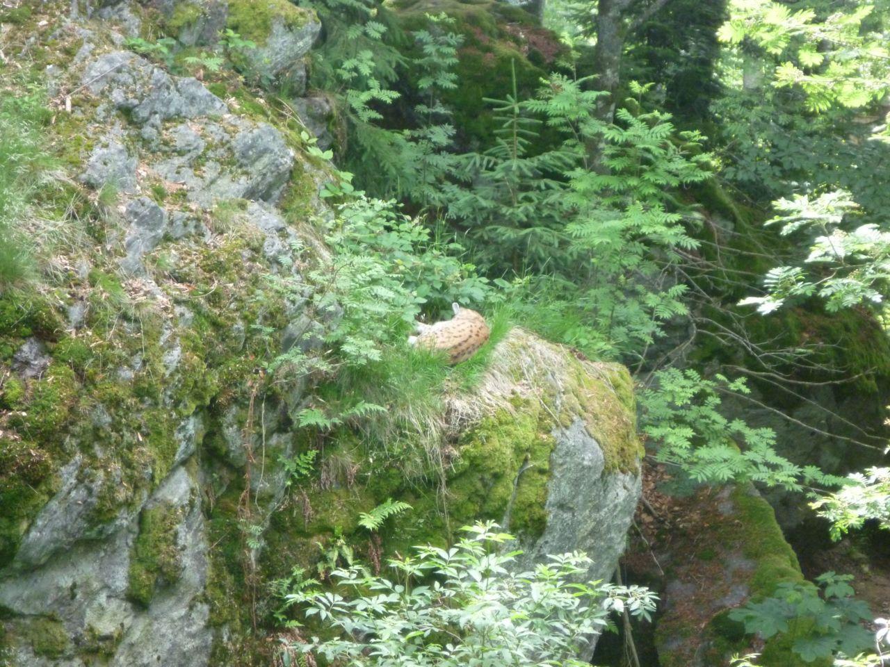 Bild vergr&ouml;ssern