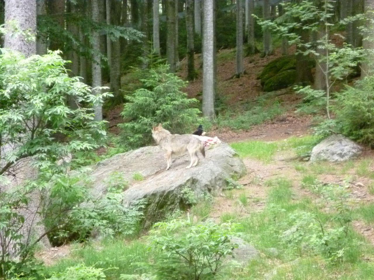 Bild vergr&ouml;ssern