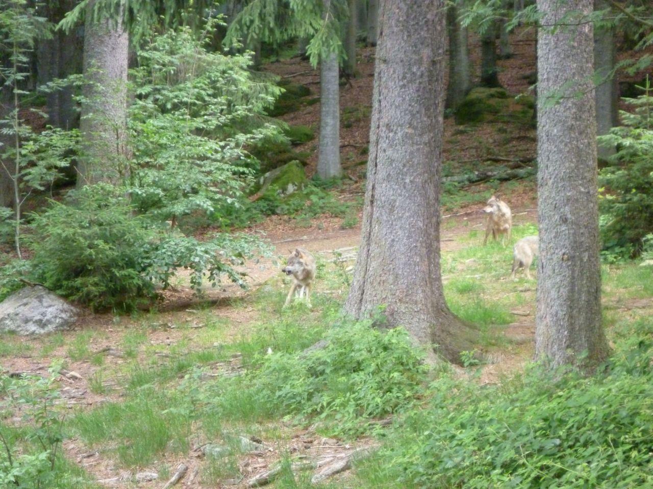 Bild vergr&ouml;ssern