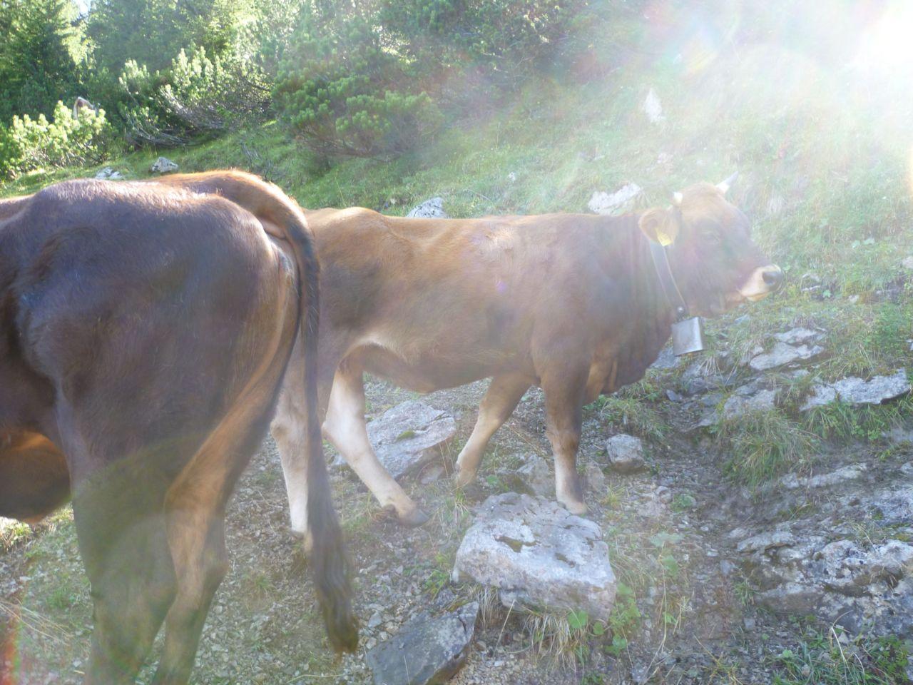 Bild vergr&ouml;ssern