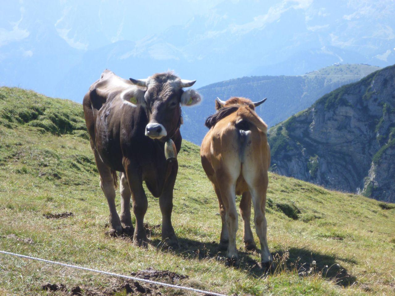 Bild vergr&ouml;ssern