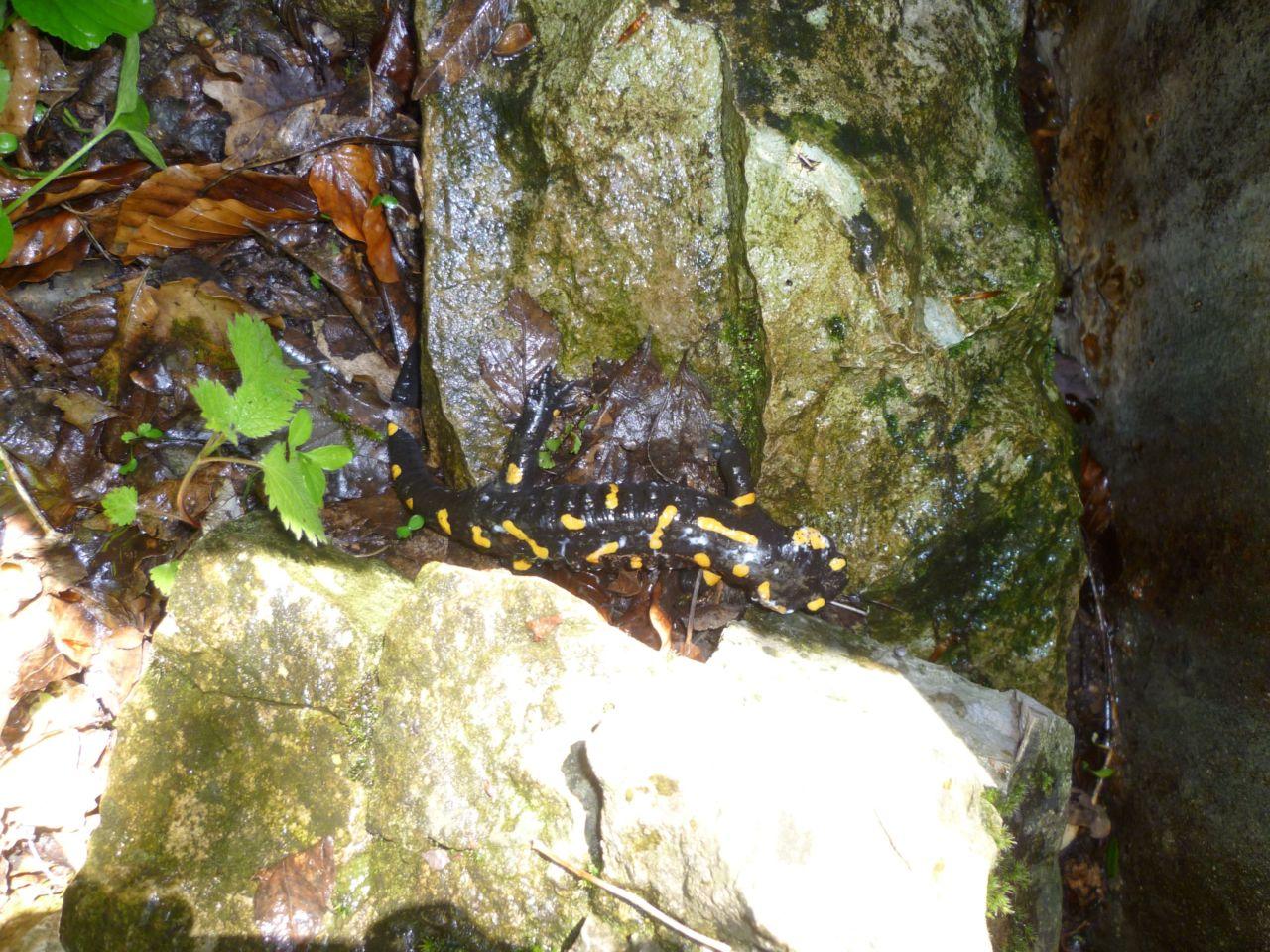 Bild vergr&ouml;ssern