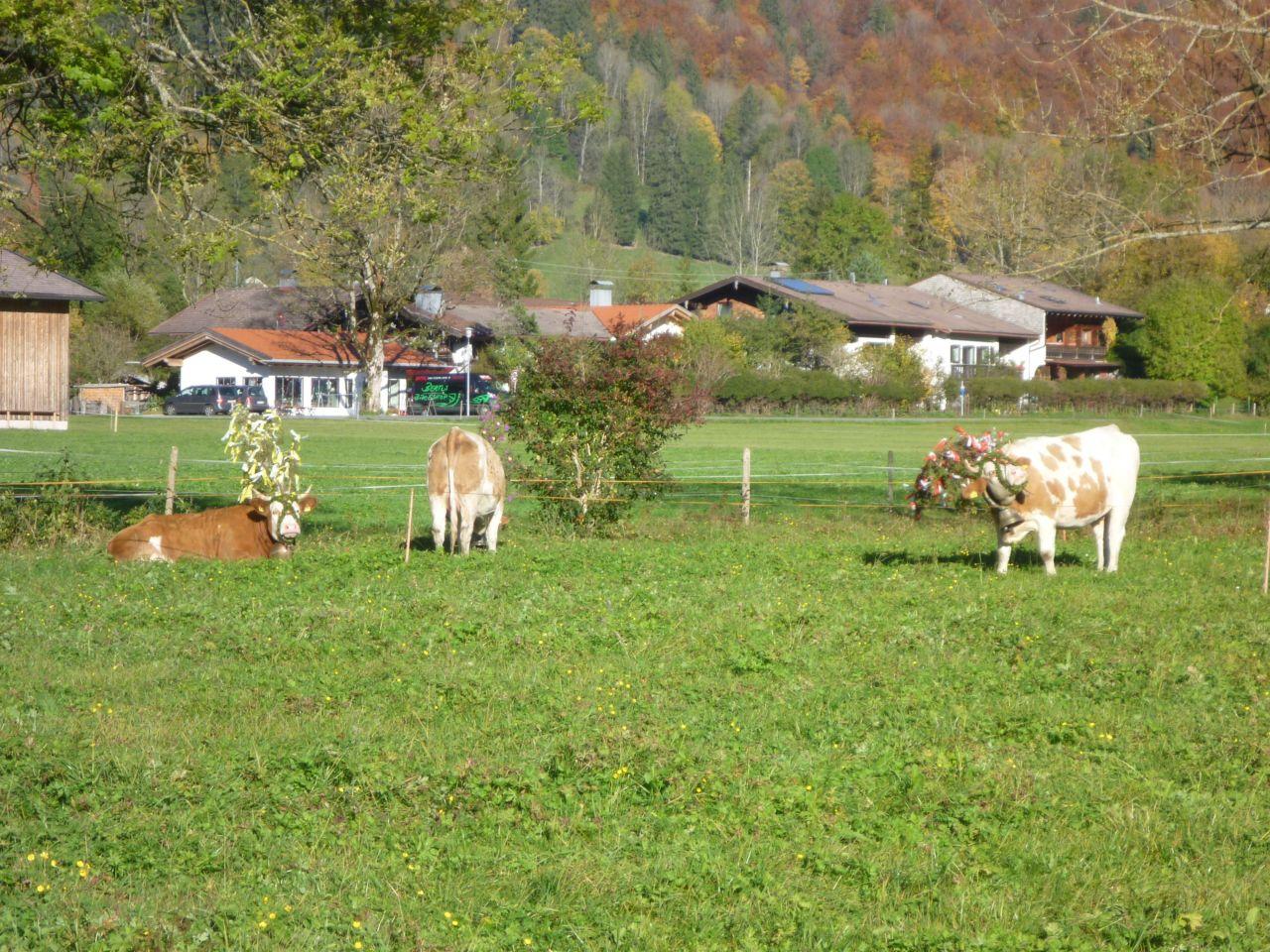 Bild vergr&ouml;ssern