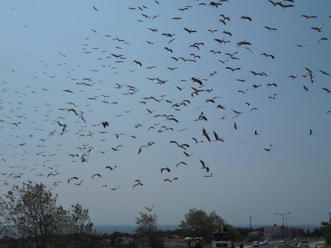 Bild vergr&ouml;ssern